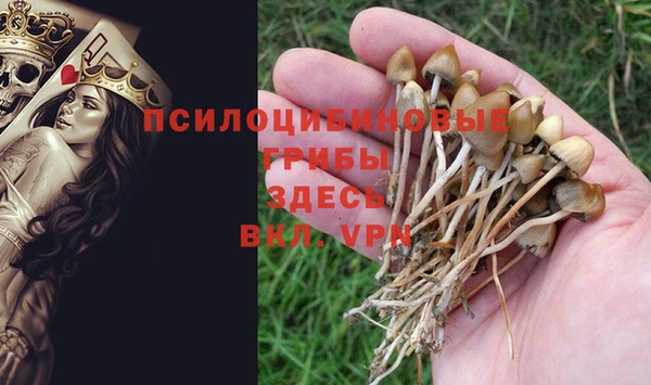 сатива Арсеньев